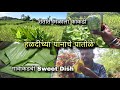 मयुरीने बनवले हळदीचे पातोळे - Haldichya Panache Patole, Turmeric Leaf Sweet Dish | Kokankar Avinash