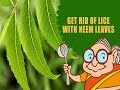 Lice & Nits - Ayurvedic Natural Home Remedies to Get Rid of Lice & Nits With Neem Leaves - Hair Care Lice & Nits - Ayurvedic Natural Home Remedies to Get Rid of Lice & Nits With Neem Leaves - Hair Care