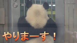 2019.8.9 シャンシャン やる気満々だけど・・（Giant Panda Xiangxiang wants to do training.）