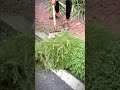 Unique shovel for cleaning moss and wild plants #shorts