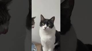 盗撮してたらバレた #猫 #盗撮 #猫動画