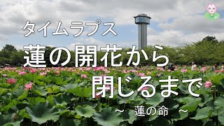 【古代蓮の里】蓮の花の命