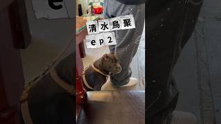 清水鳥聚ep2 好多人 #惡霸犬 #鷹頭鸚鵡 #鳥聚