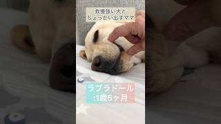 我慢強い犬とちょっかい出すママ🐶👩#ラブラドールレトリバー #dog #イヌ#short #かわいい犬#日常#眠い#犬のいる暮らし#お昼寝#ちょっかい