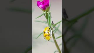 Beautiful Ladybug, insect