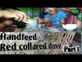 Handfeed Red collared dove part 2 #BIRD