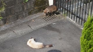 朝 ムジナを見張る猫