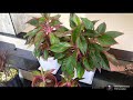 aglaonema plant care അഗ്ളോണിമ പ്ലാന്റിനെ പറ്റി അരിയേണ്ടതെല്ലാം