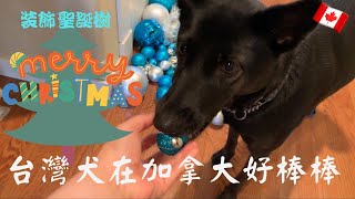 Taiwan Dog Helps me Decorate our Christmas Tree