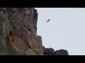 A chick jumps off a cliff voluntarily! - WILD ZAPPING