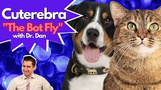 Does your cat or dog have a Cuterebra or Bot Fly Infection?!  Dr. Dan explains.