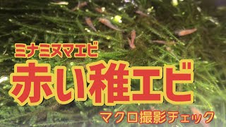 【ミナミヌマエビ】爆繁殖した稚エビが赤くなってきた！恐るべき遺伝のパワー！