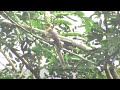 pied pied crested jacobin cuckoo juvenile