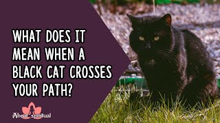 What Does It Mean When a Black Cat Crosses Your Path?