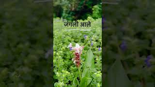 #kaspathar #beautiful #flowers #nature #naturalbeauty #shortvideos #vairalshort