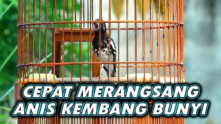 ANIS KEMBANG GACOR RANGSANGAN BUNYI ANIS KEMBANG LAIN BIAR BUNYI