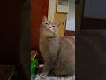 １月の曇り空の日の猫… cat 風野工房で暮らす雄猫さっちゃんと同居人のおばあちゃんの日々 保護猫 さっちゃん