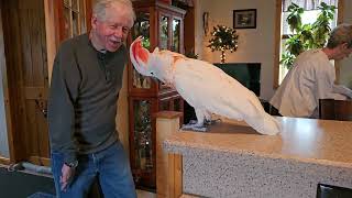Cockatoo Surprised by a Visit from Grandma & Pappy