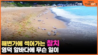 해변가에 썩어가는 참치떼, 영덕 앞바다에 무슨 일이