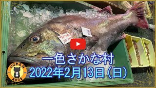 【2022年2月13日(日)撮影】過去最高レベルの巨大魚襲来／新しい動画のスタイルに挑戦／みなさんの意見を聞かせて下さい／Fish market selling huge fish