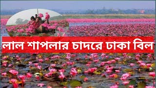 যে বিলে লাল শাপলার চাদর বিছানো । Shapla Bill । Water lily ।