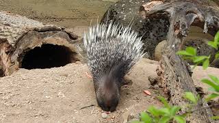 お食事中のアフリカタテガミヤマアラシ  Crested porcupine　2018 0502