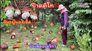 เก็บเห็ดผึ้งหวาน🍄🍄ป่านี่มีแต่ดอกจูมๆตะมุตะมิ กำลังโผล่ขึ้นจากดิน ขุดเอาในดินเยอะมากๆฟินสุดๆ ep.19