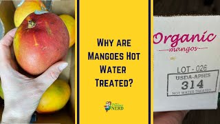 Why are mangoes hot water treated?