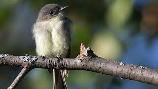 Eastern Phoebe Bird Sound, Bird Song, Bird Call, Bird Calling, Chirps, Lissen Birds Chirping