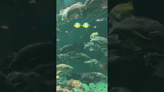 #fish #acquarium #wildlife #shortsfeed #shortsvideo #water #fishwatching #fishes #vancouver