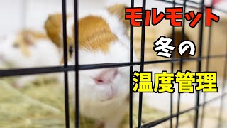 【モルモット】冬の温度管理