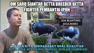 GREBEK PETERNAK BETTA FIGHTER SARU SIANTAR BETTA ( REUPLOAD )