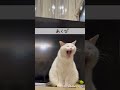 あくびをする白猫　yawning white cat #shorts