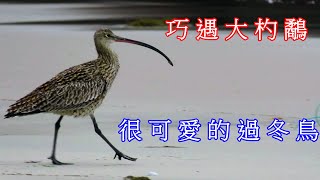 #信助哥愛分享の  在海灘上巧遇大杓鷸 很可愛的過冬鳥 2020/4/5