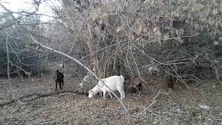 Когда перестать доить беременную козу🐐