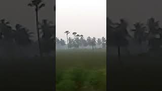 ఎర్లీ మార్నింగ్ view ♥️🌳# early morning view #viral #shorts good morning friends👌ple subscrib