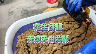 花生饼肥发酵超简单，用上两样东西想臭都难，肥力强瓜更甜菜更香