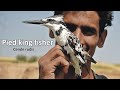 Pied Kingfisher |Full Documentary| with Eng Subtitles