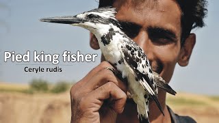 Pied Kingfisher |Full Documentary| with Eng Subtitles