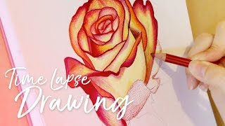 DRAWING A ROSE IN COLORED PENCIL // Emma Maree