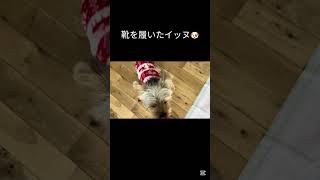 靴履くとこうなる🐾#ヨーキー #ヨークシャーテリア #可愛い #癒し #yorkie #yorkshireterrier #犬のいる生活 #funny #面白い #shorts