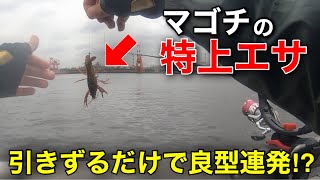 【大発見】用水路で捕まえた生き物がマゴチ釣りの特上のエサだった⁉︎