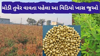 તુવેર નું વાવેતર ક્યાં સુધી કરી શકાય? | મોડી તુવેર વાવી શકાય | tuver kya sudhi vavi shakay