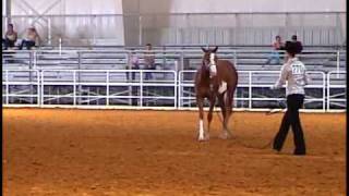 Serene Sensation - 2009 Longe Line APHA Zone 7