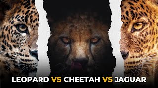 Key Differences Between a Leopard, a Cheetah and a Jaguar - Detailed Comparison and Hidden Facts