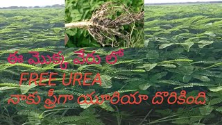 jeelugu seeds, jeelugu sagu, jeelugu kallu, jeelugu kallu telugu, jeelugu vithanalu, 🌾🌾🌾