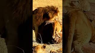 #The moment lion cubs ignore their dad roar to scare them away.