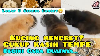 KUCING MAKAN TEMPE - Obat Kucing Mencret Murah dan Sehat - Obat kucing diare