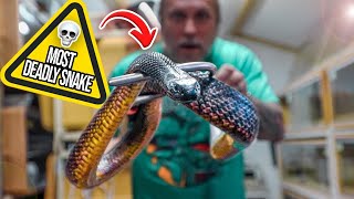 HANDLING THE DEADLIEST LAND SNAKE IN THE WORLD!! | BRIAN BARCZYK