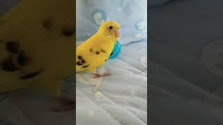 家のピッピちゃんが遊んでるところ2(セキセイインコ)